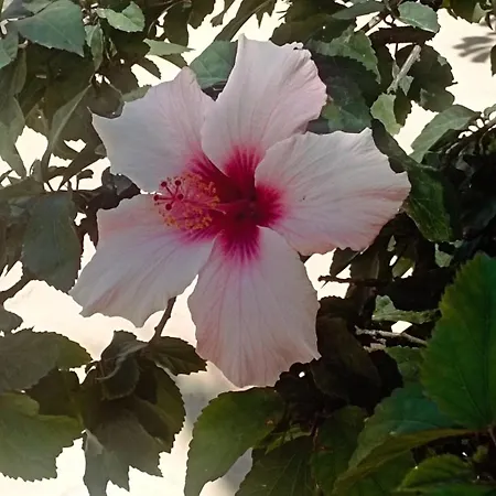 度假居 La Casa De Suenos 科拉雷侯